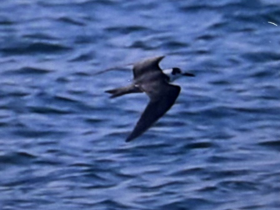 Black Tern - ML659889781