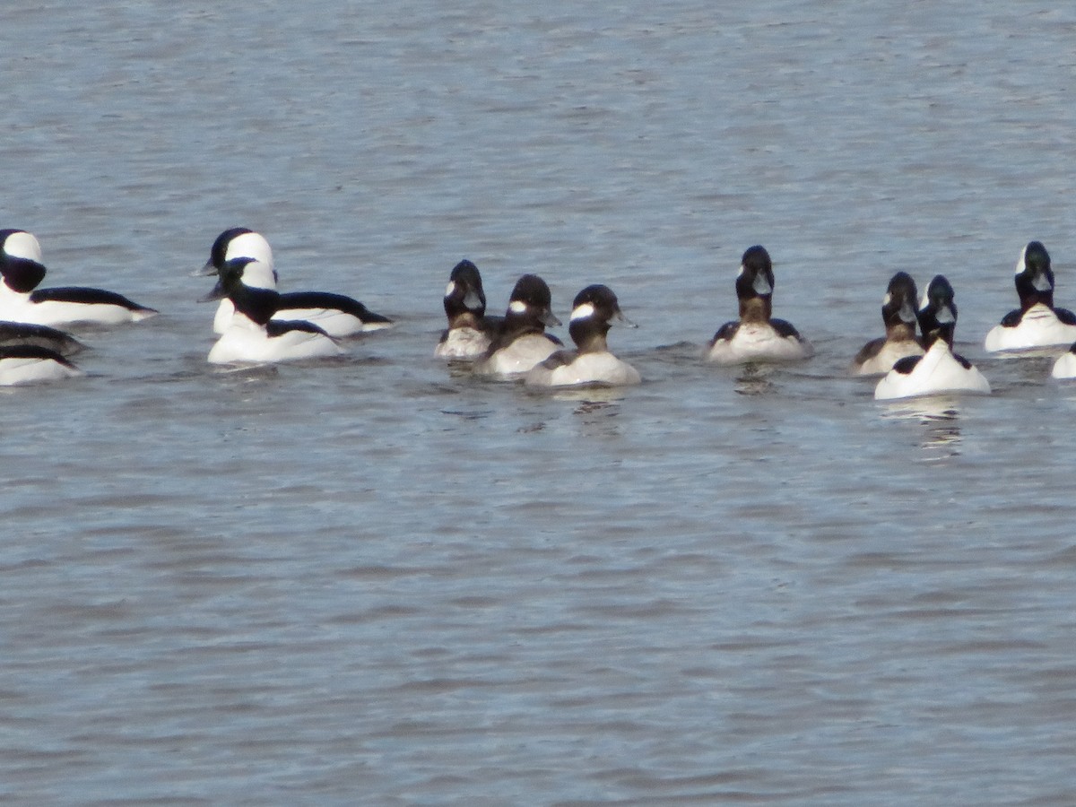 Bufflehead - ML659889782