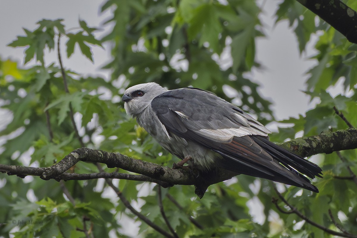 Mississippi Kite - ML659889783
