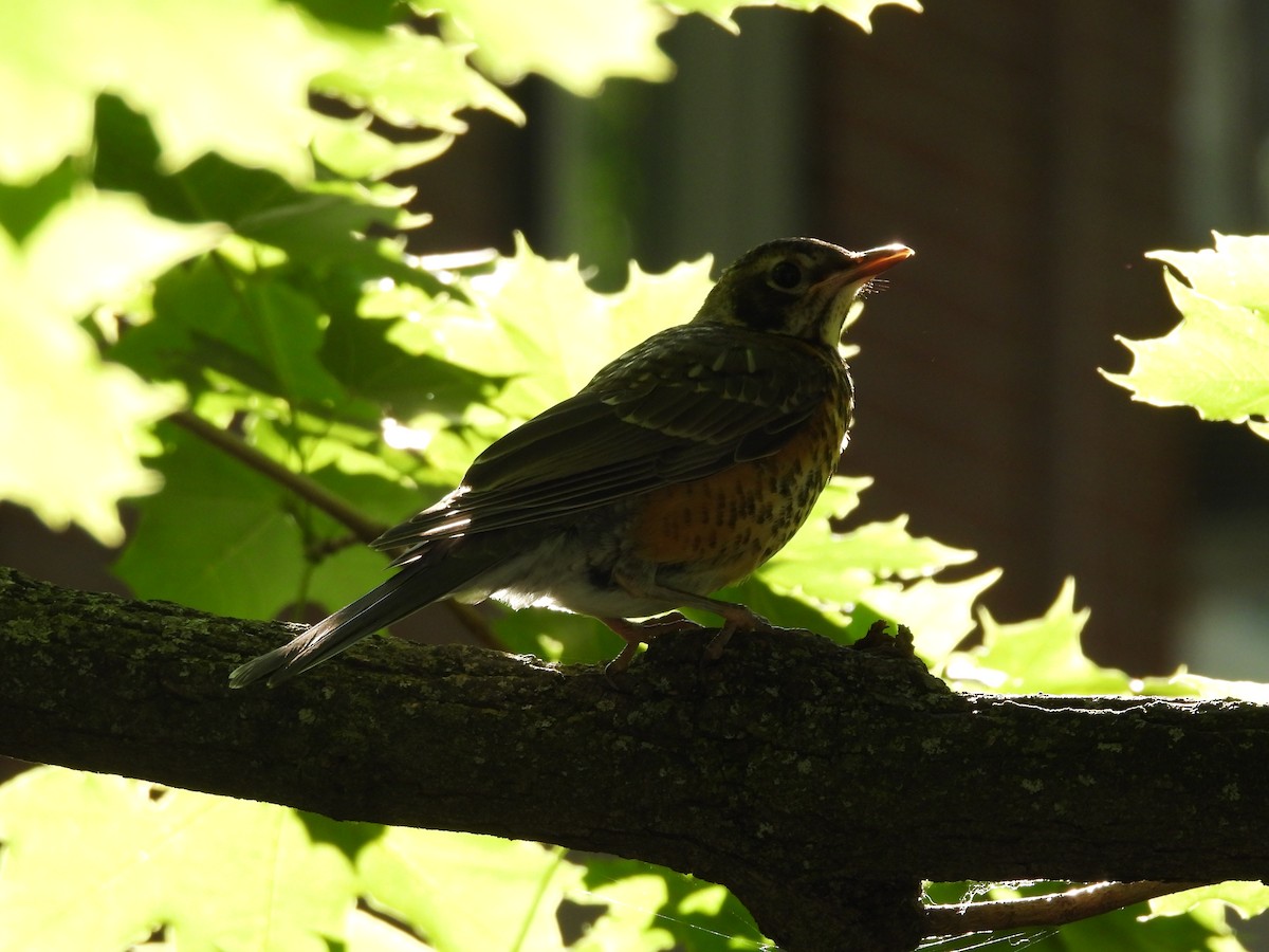 American Robin - ML659889785