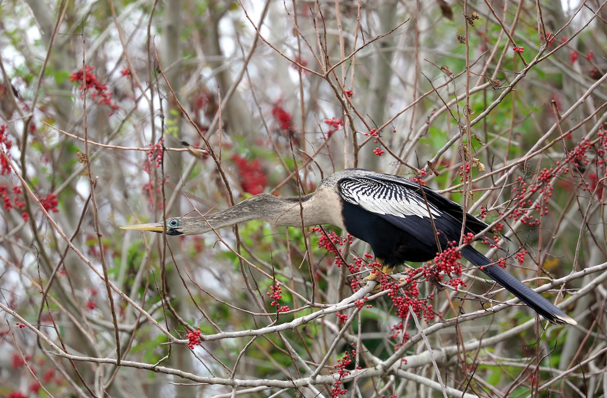 Anhinga - ML659889786