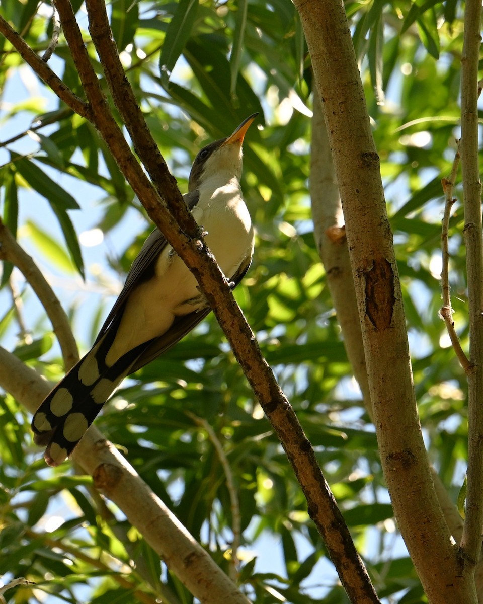 Yellow-billed Cuckoo - ML659889787