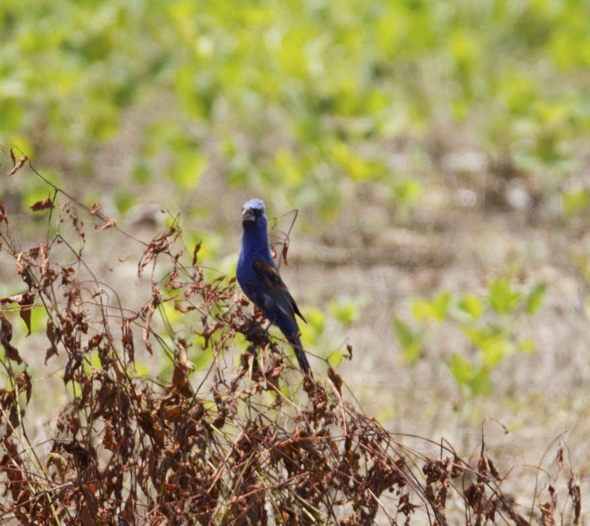 Blue Grosbeak - ML659889790