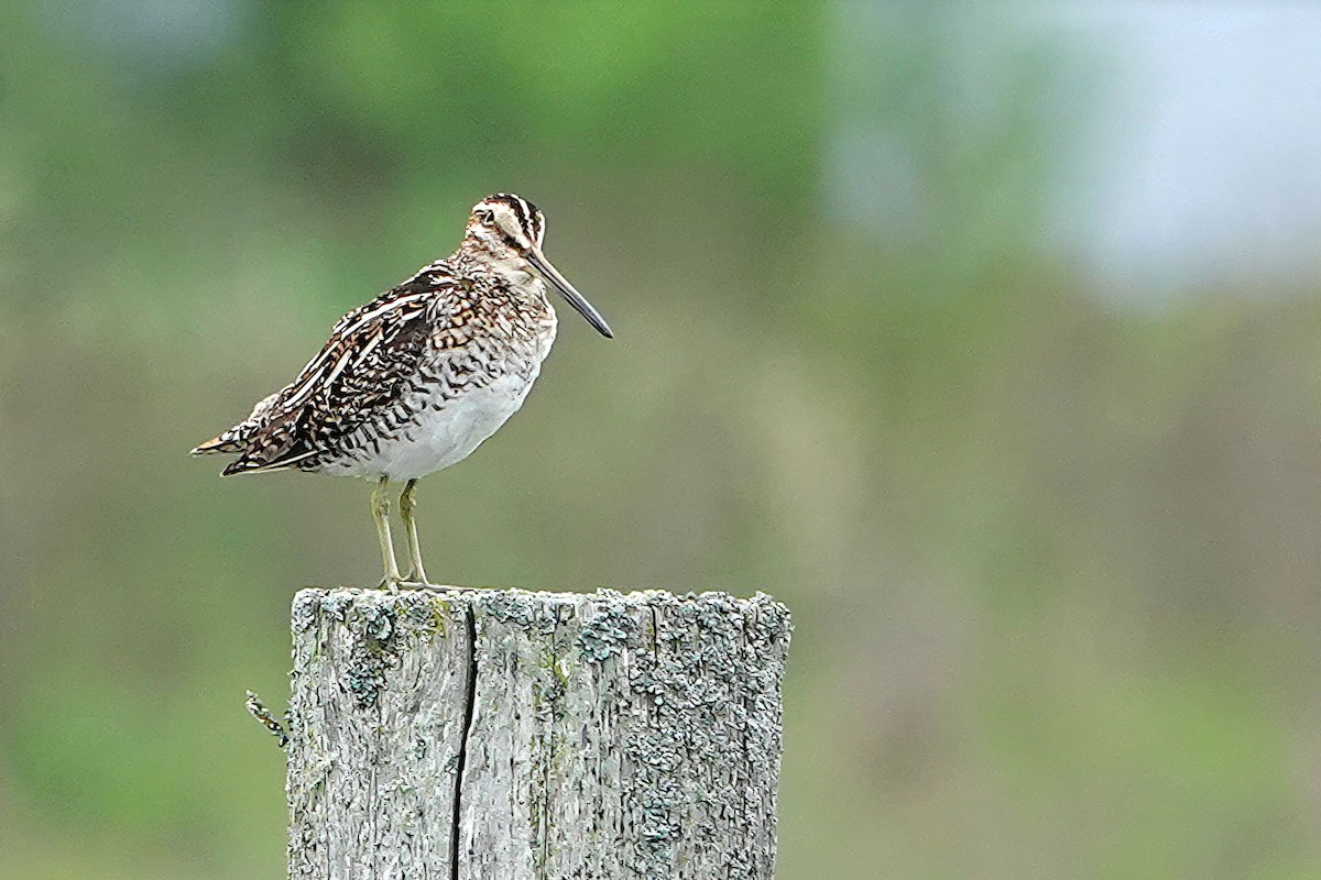 Wilson's Snipe - ML659889792