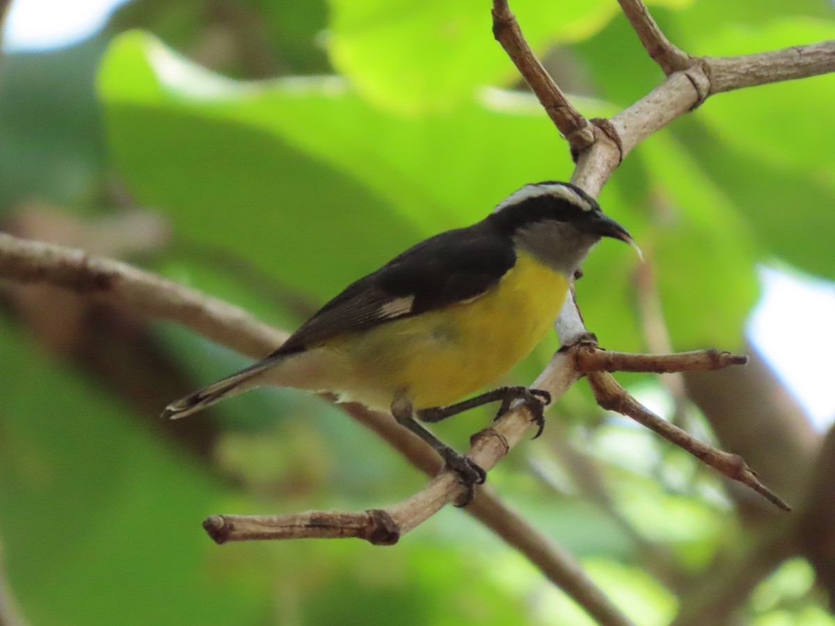 Bananaquit - ML659889796