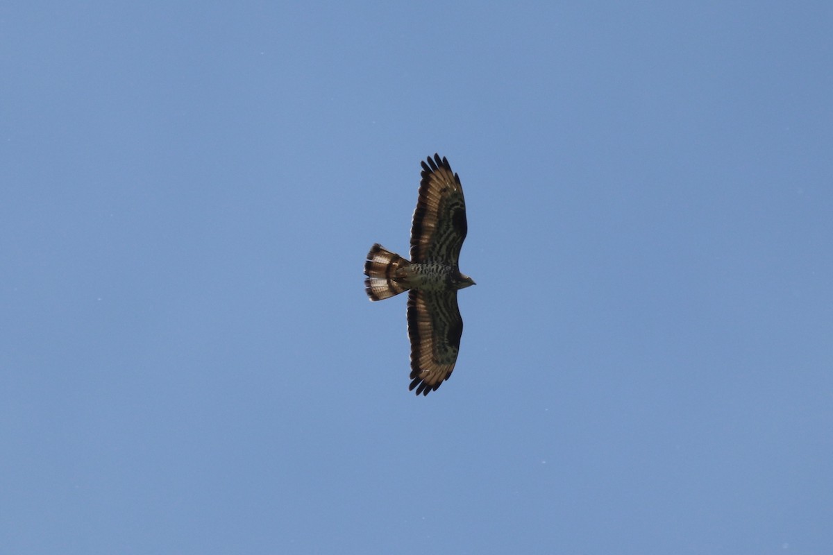 European Honey-buzzard - ML659891427