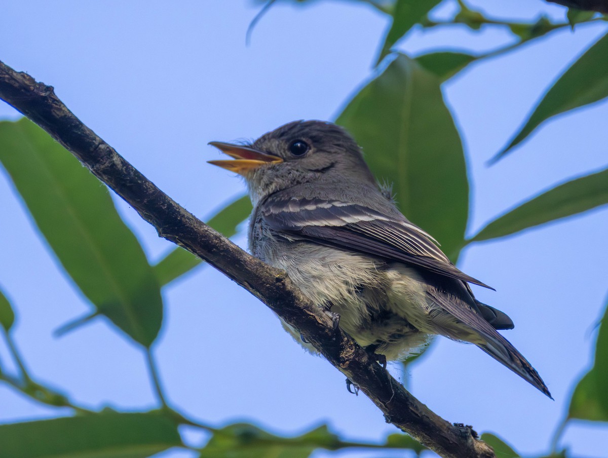 Blasskehl-Schnäppertyrann - ML659893704
