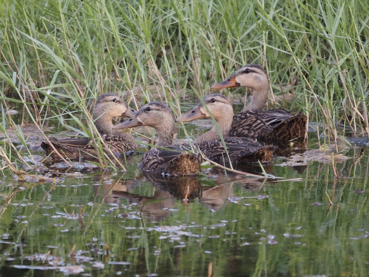 Mottled Duck - ML659894752