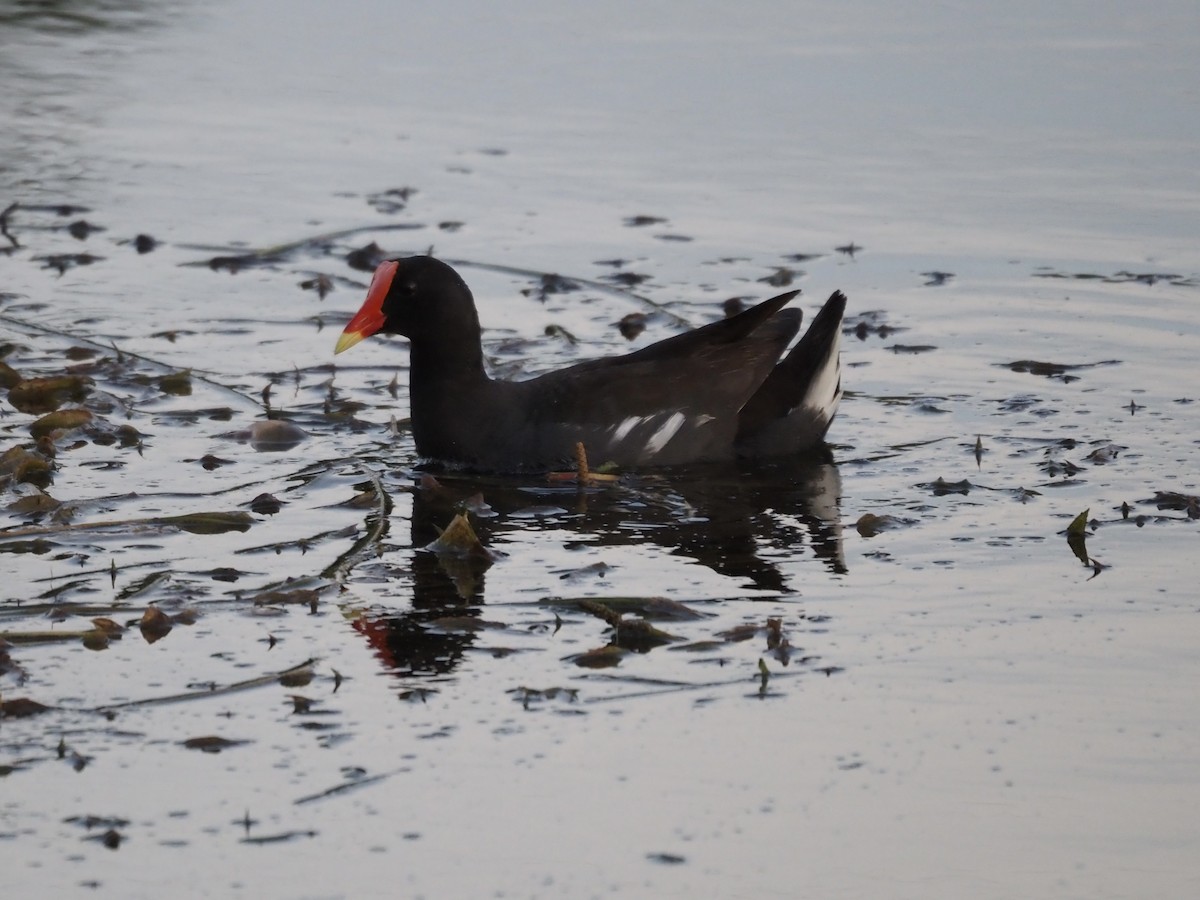 Common Gallinule - ML659894803
