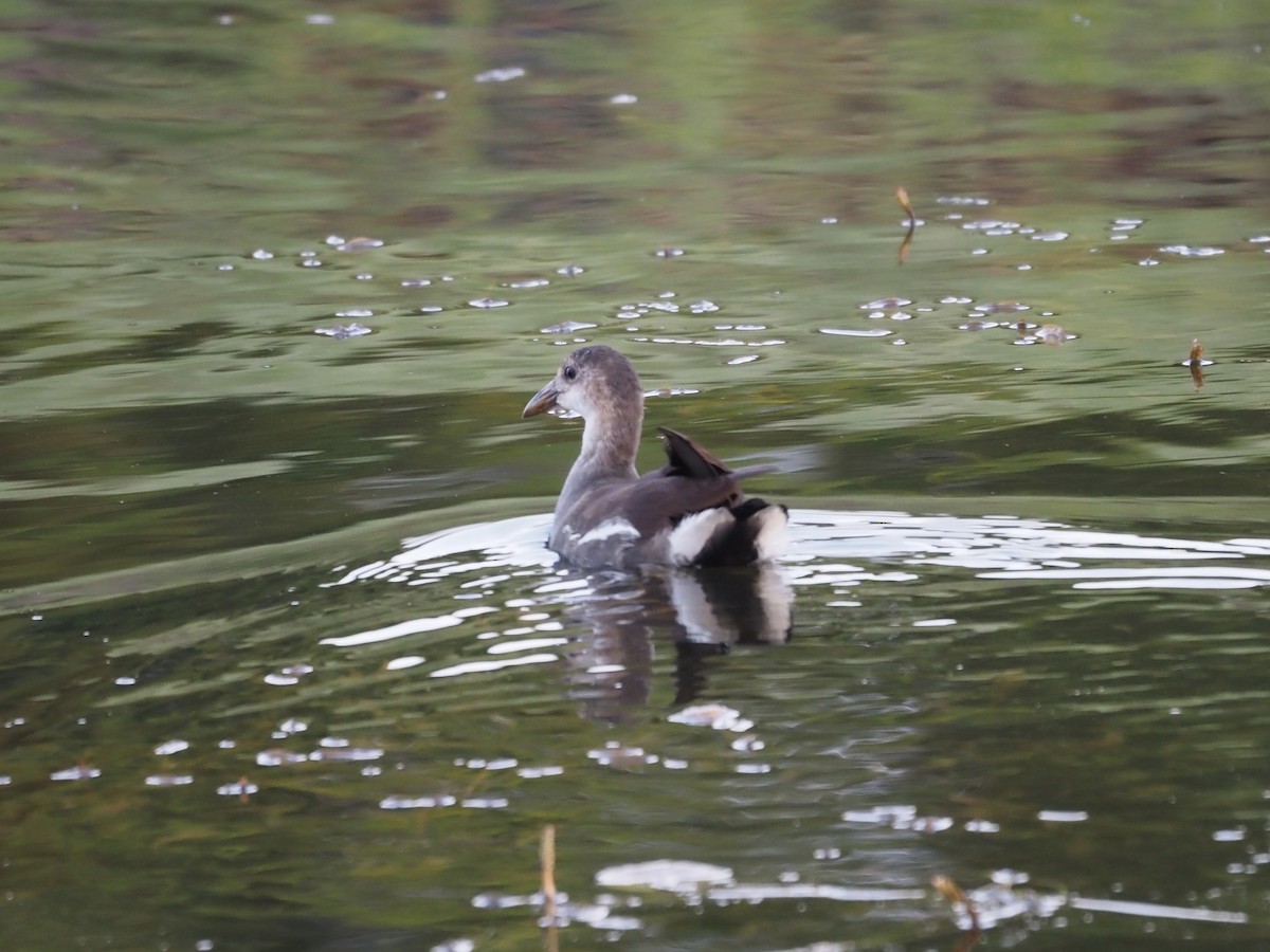 Common Gallinule - ML659894804