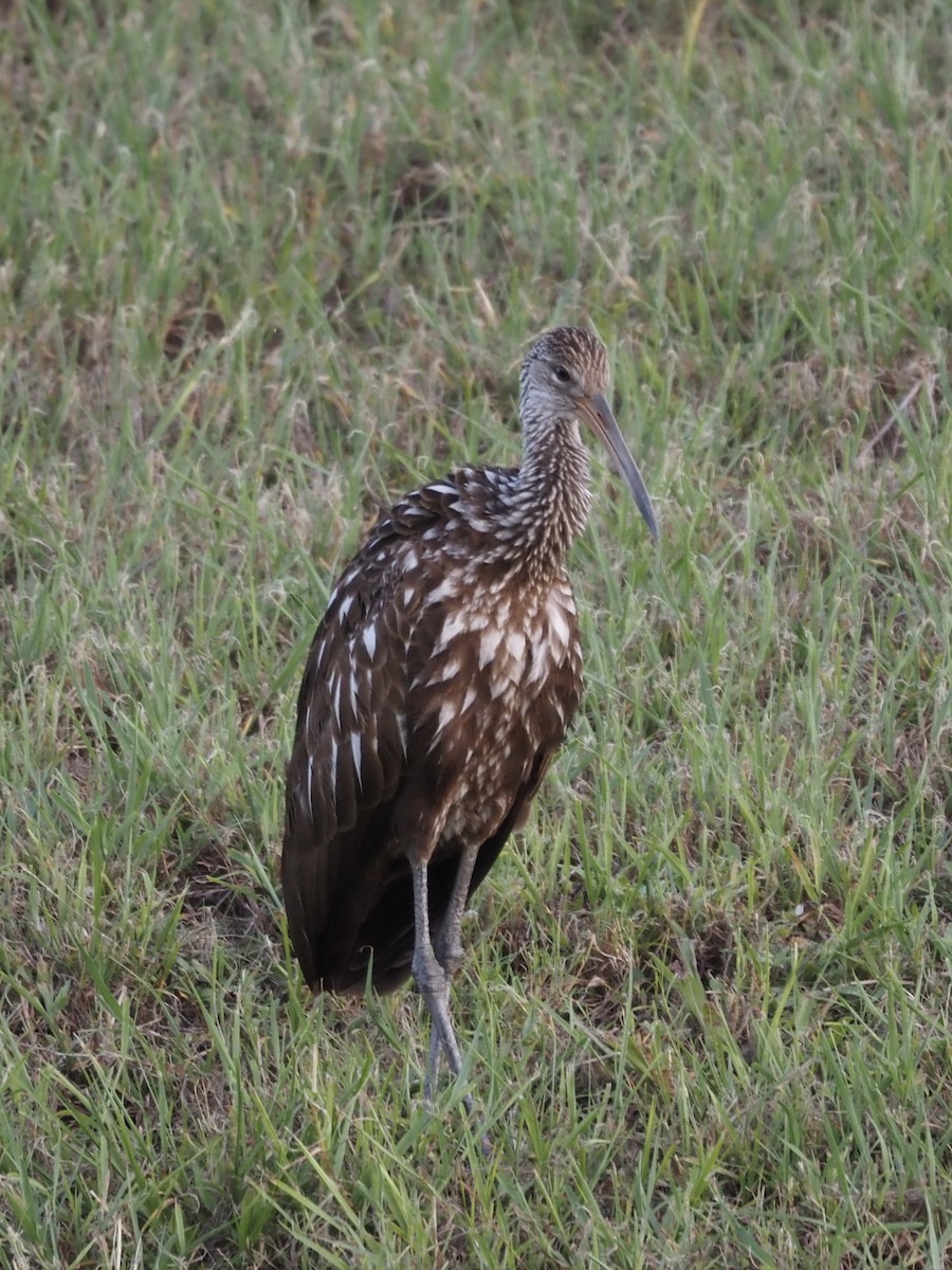 Limpkin - ML659894823