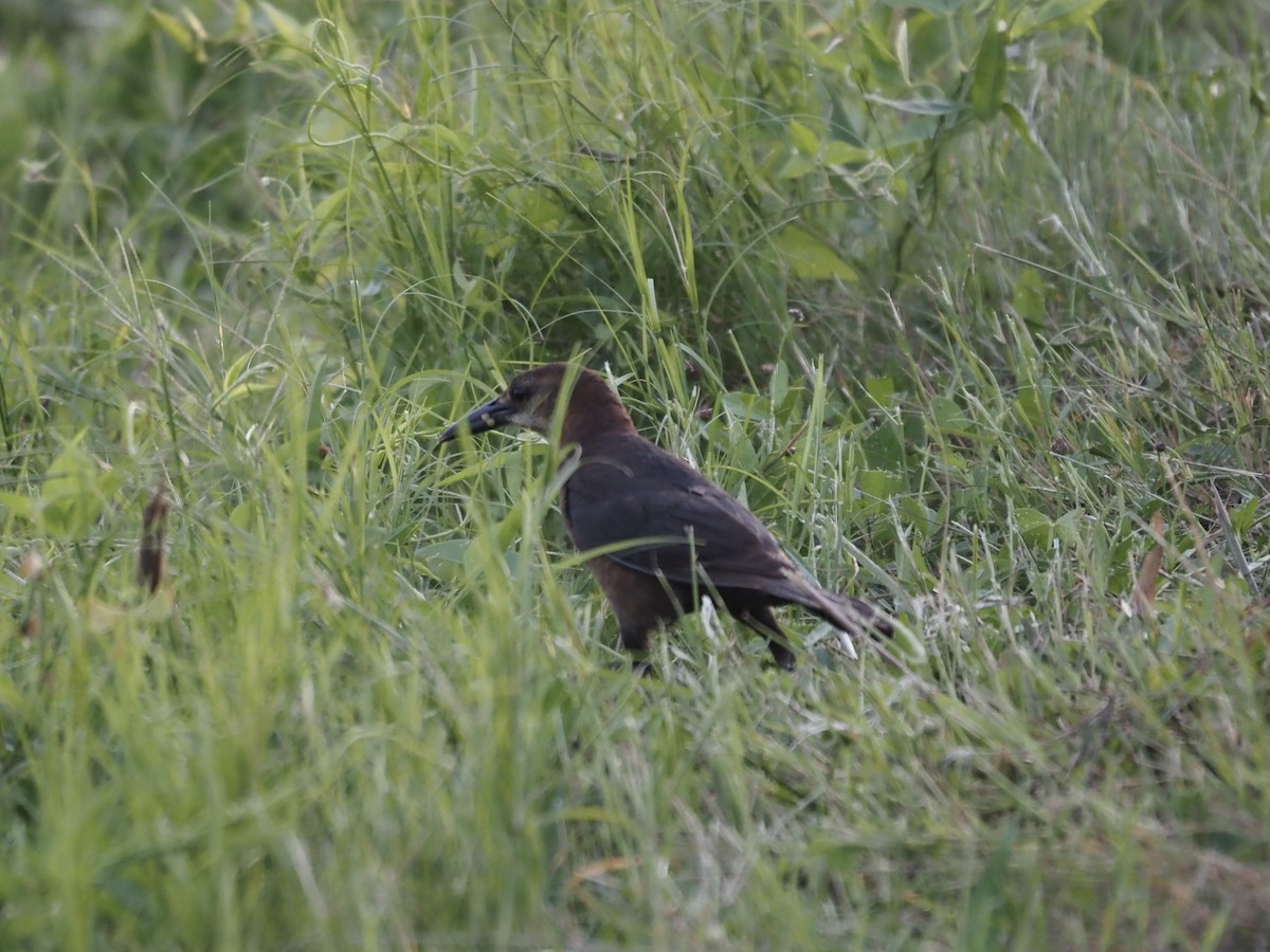 Boat-tailed Grackle - ML659894827