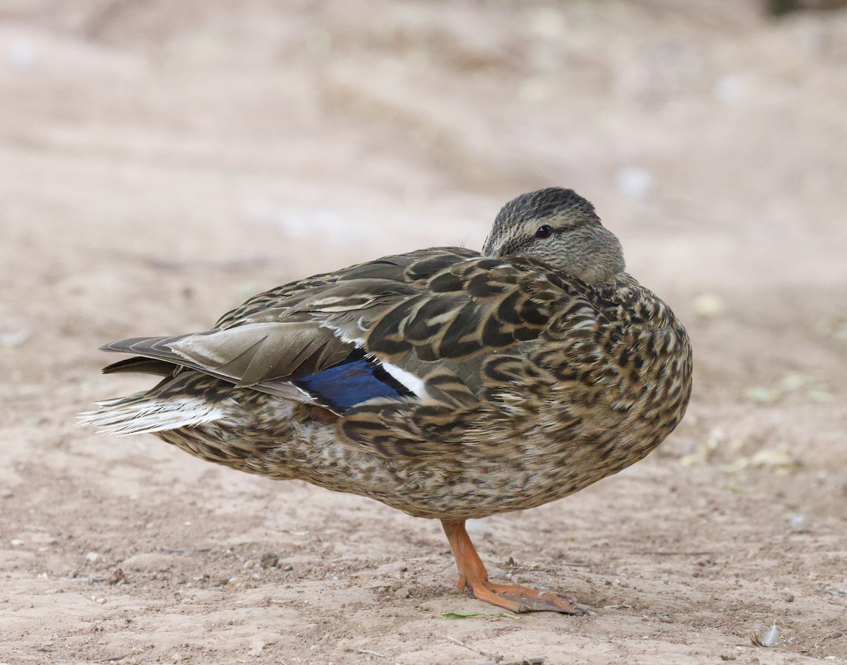 eBird Checklist - 17 Jun 2026 - Tonaquint Park, St. George US-UT 37. ...