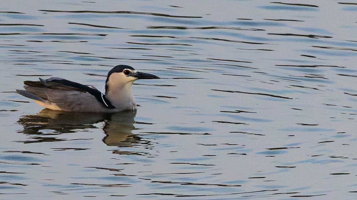 Nachtreiher - ML659898068