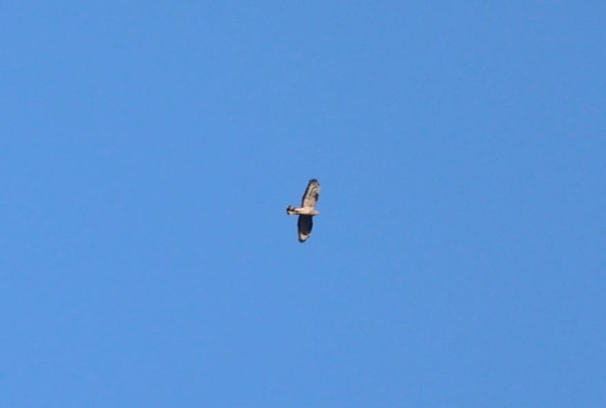 European Honey-buzzard - ML659901150
