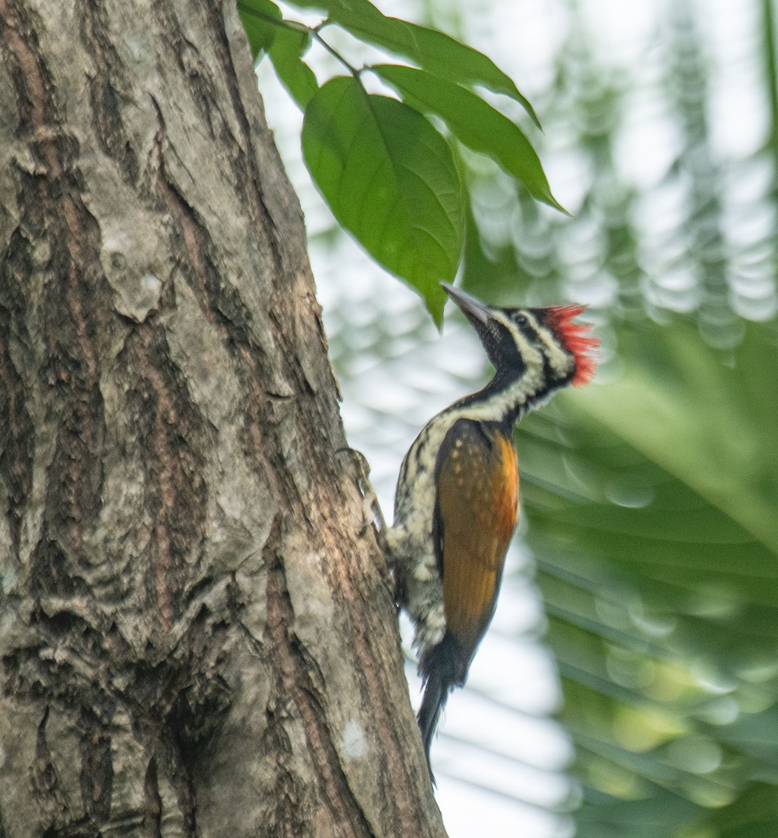 Black-rumped Flameback - ML659902933