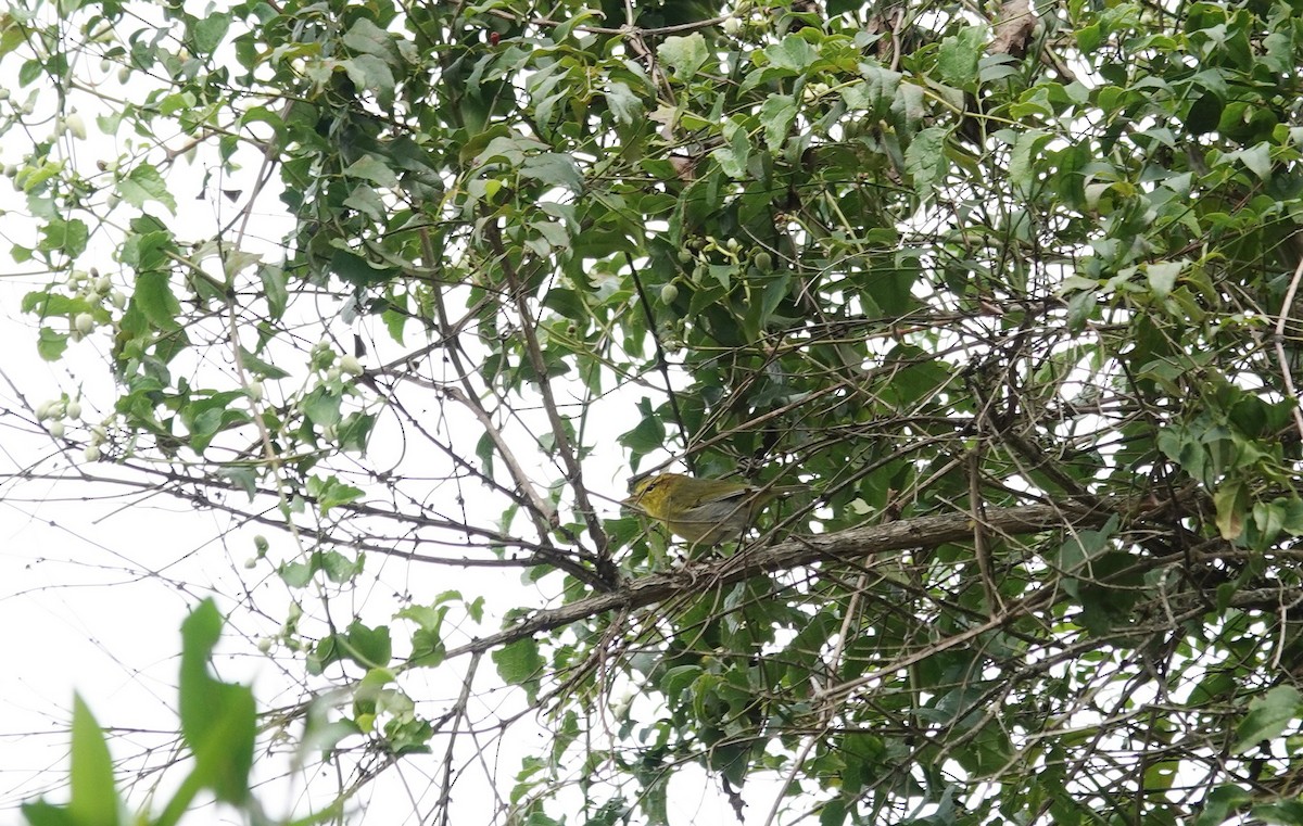 Yellow-throated Woodland-Warbler - ML659903421