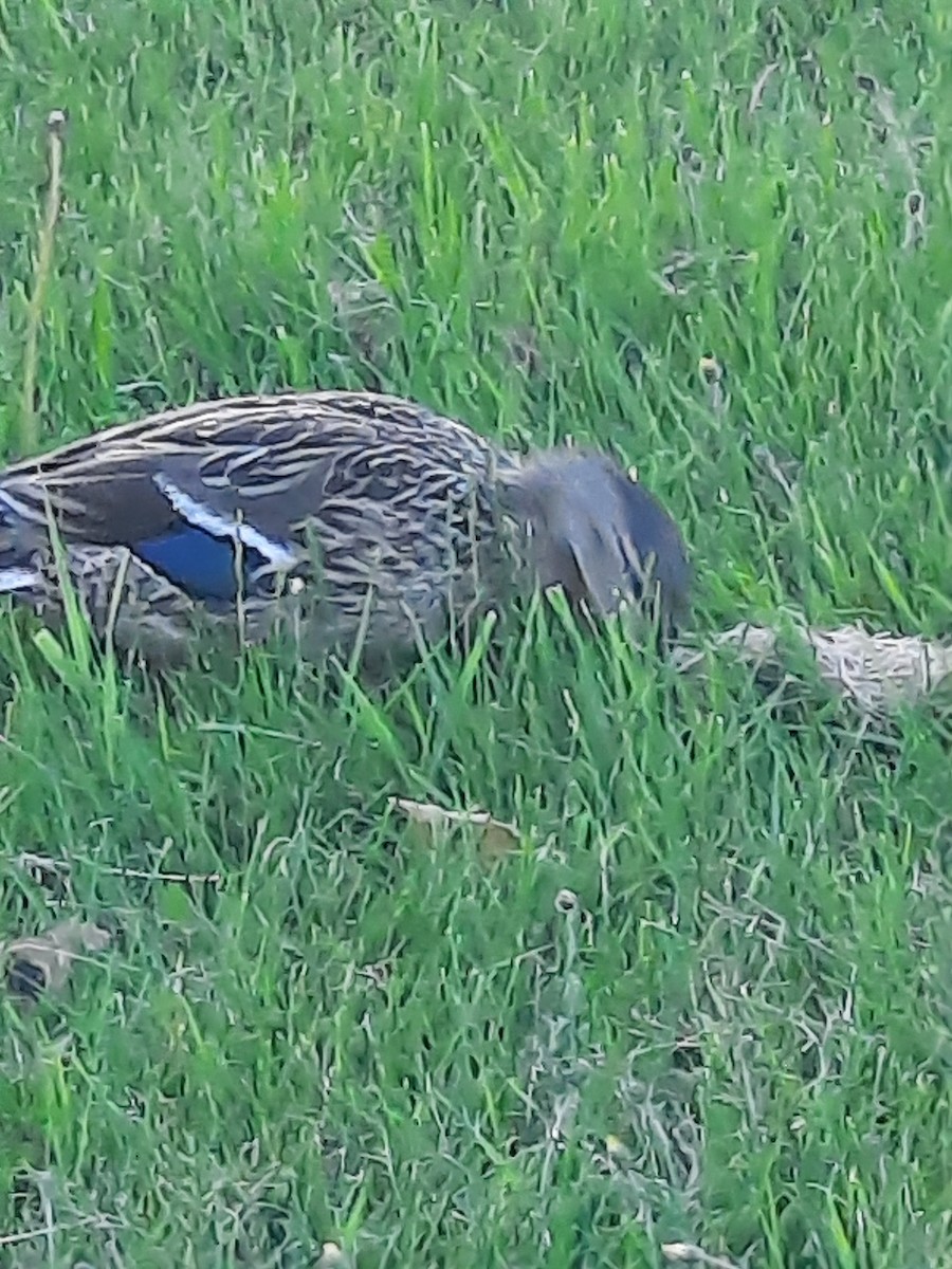 Mallard - ML659904937