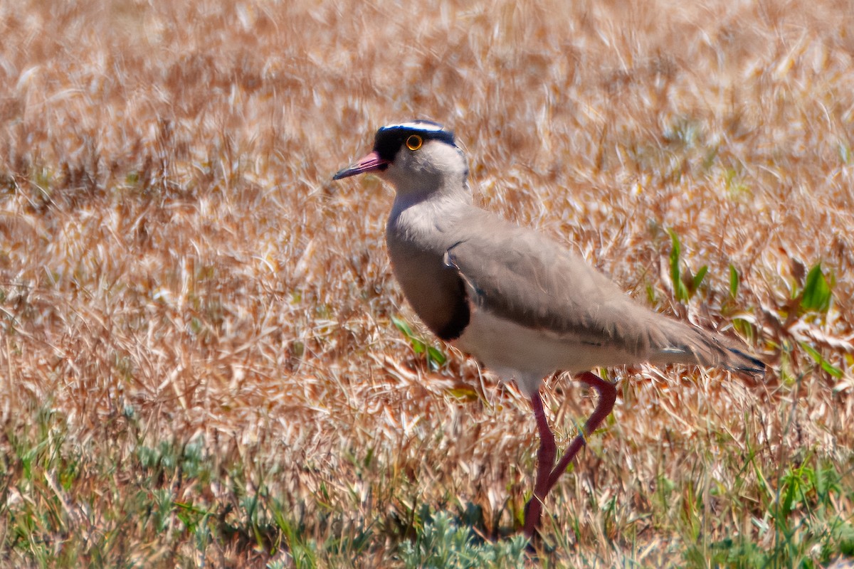 Crowned Lapwing - ML659904938