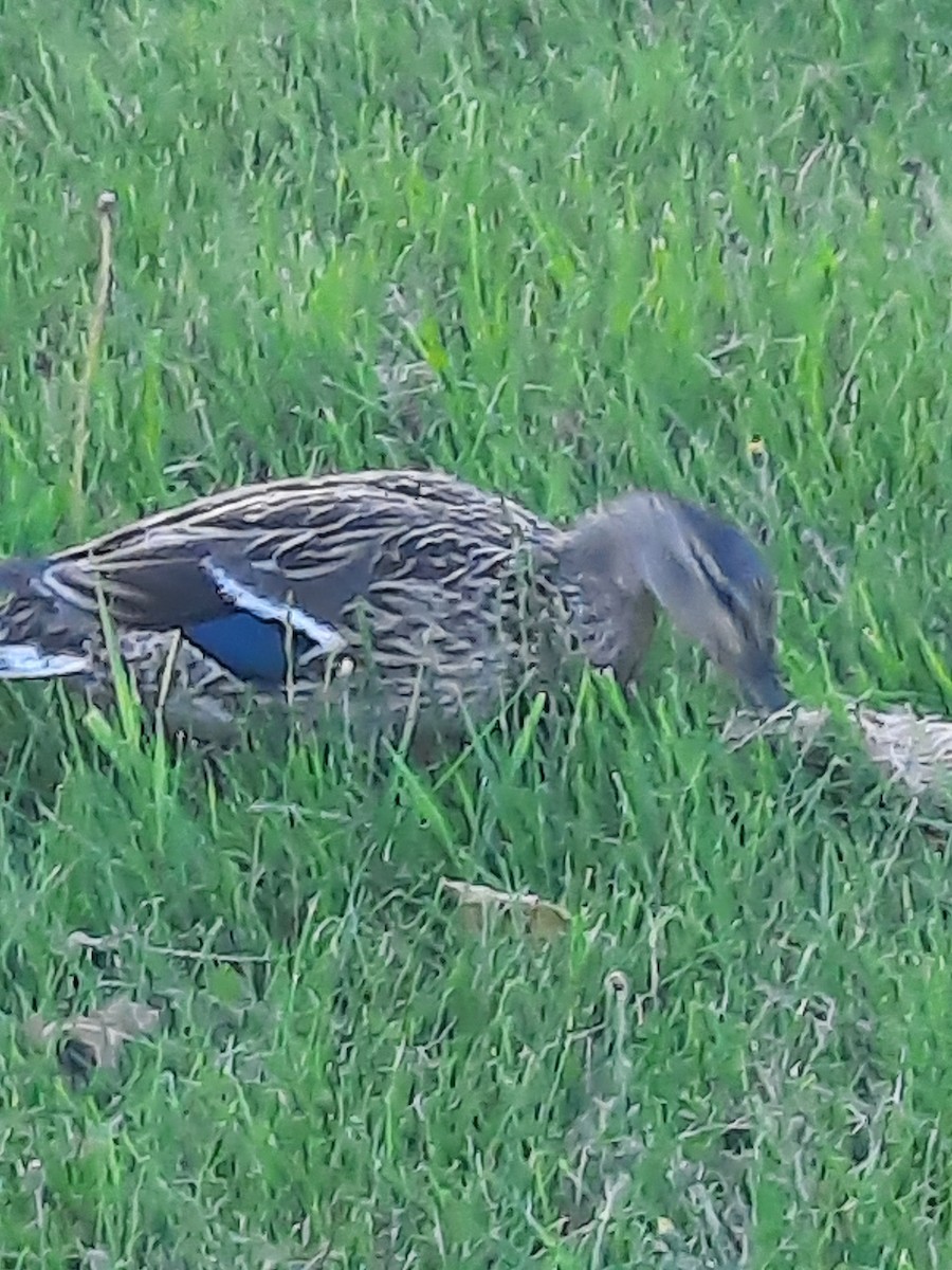 Mallard - ML659904940