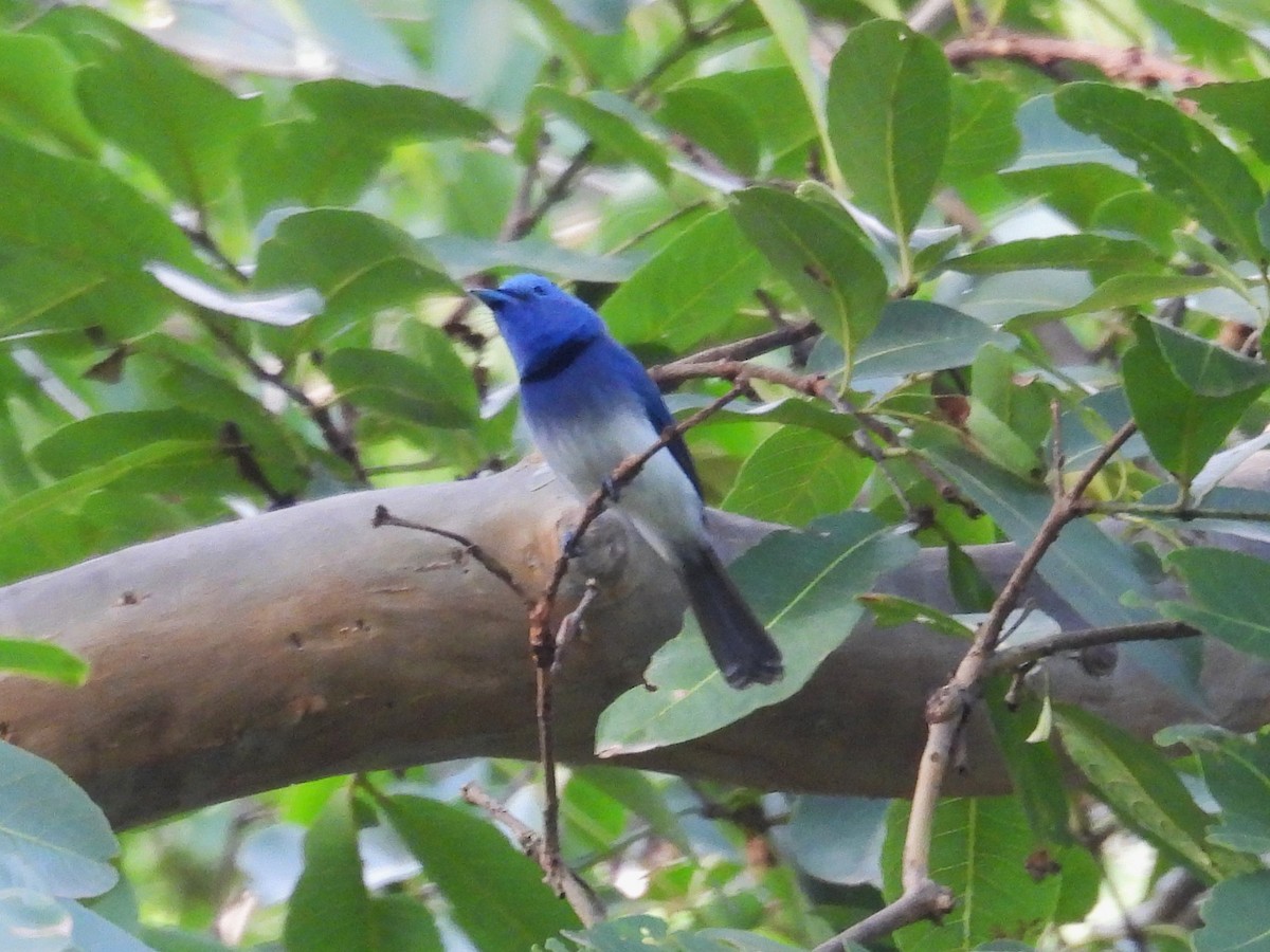 Black-naped Monarch - ML659904941