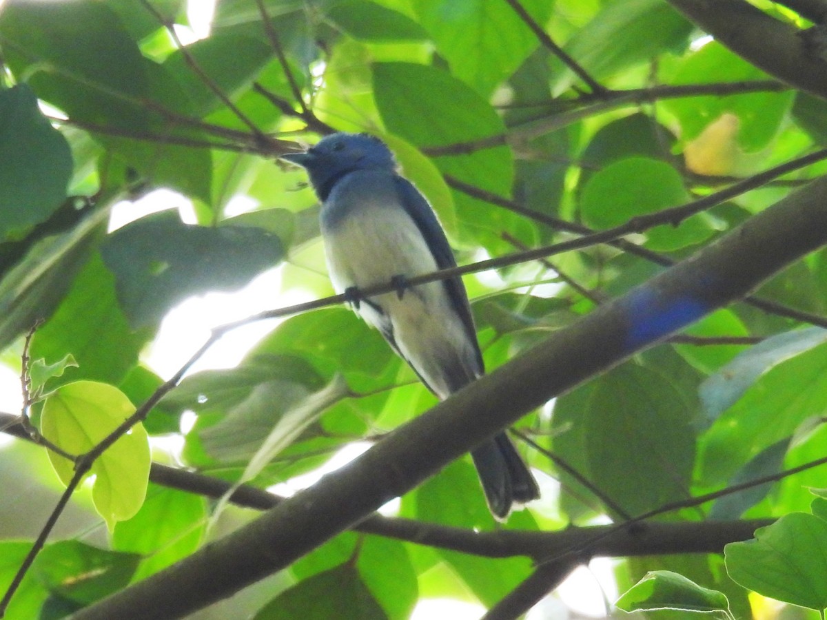Black-naped Monarch - ML659904942