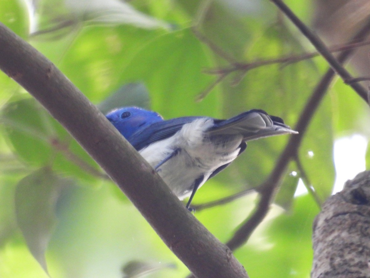 Black-naped Monarch - ML659904943