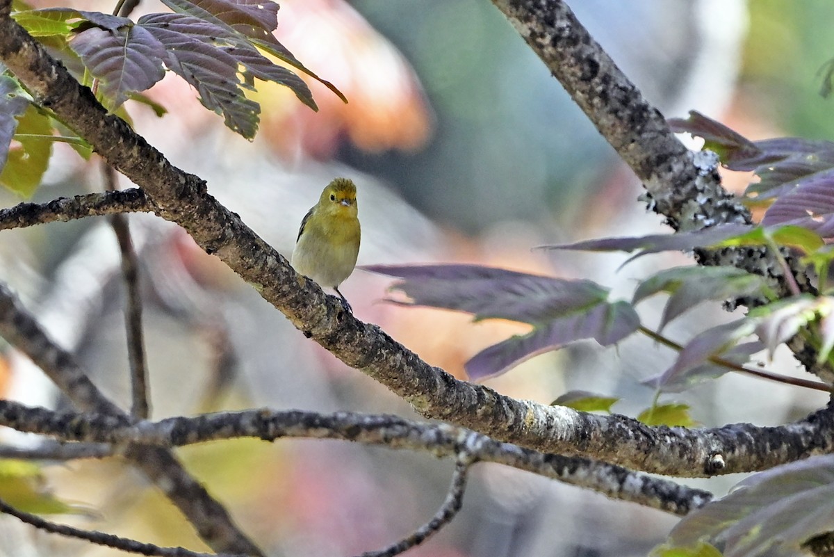 Fire-capped Tit - ML659904944