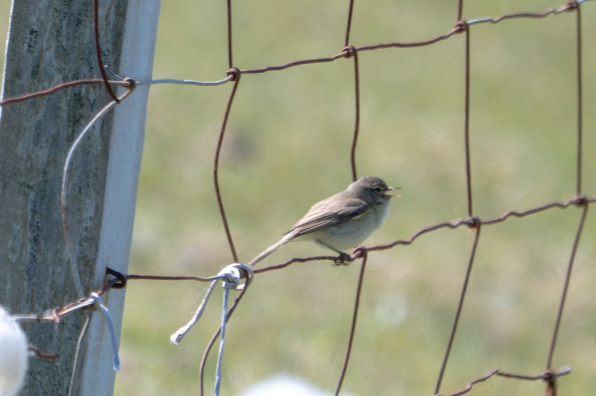 Sedge Warbler - ML659904946
