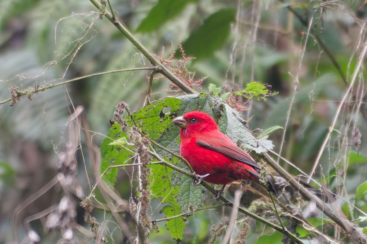 Scarlet Finch - ML659904948