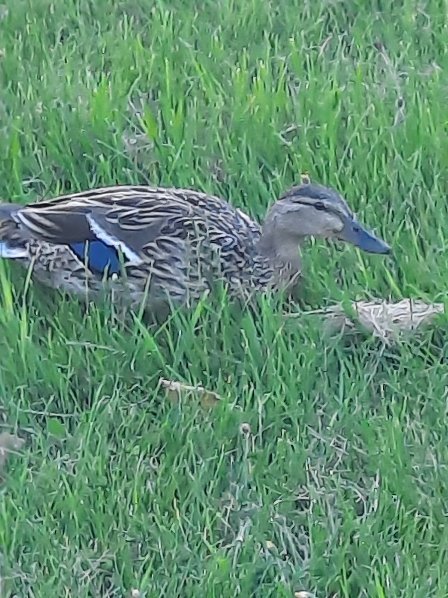Mallard - ML659904949