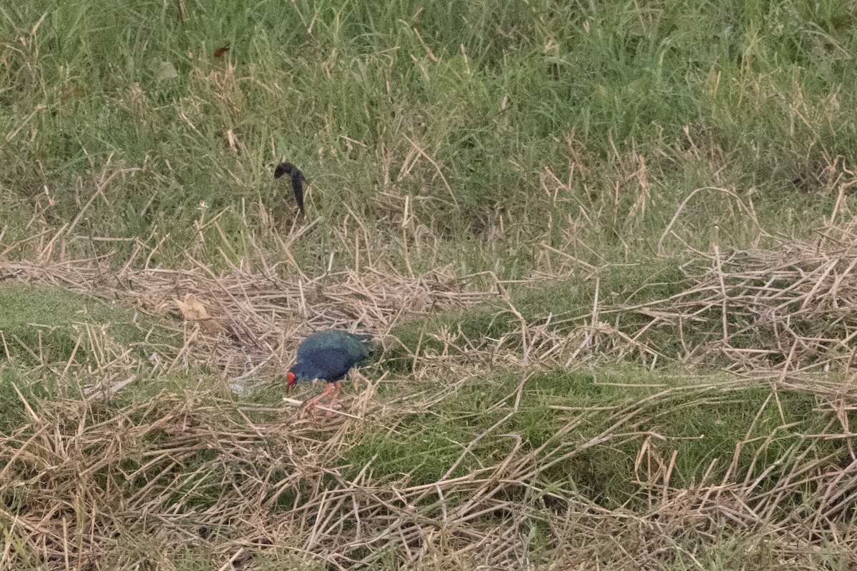 African Swamphen - ML659904950