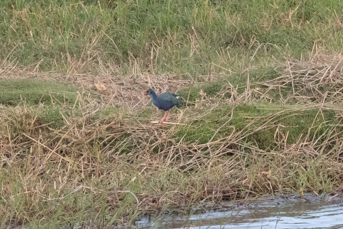 African Swamphen - ML659904951