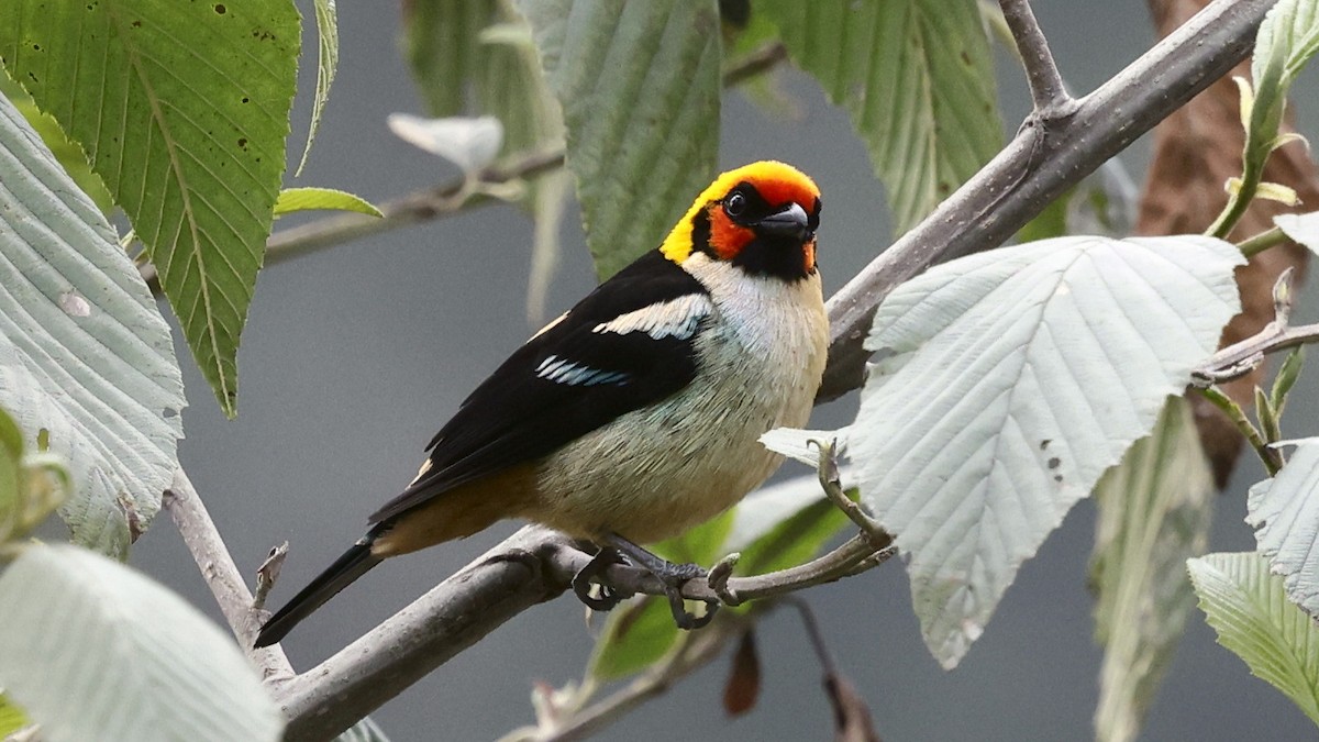 Flame-faced Tanager - ML659904952