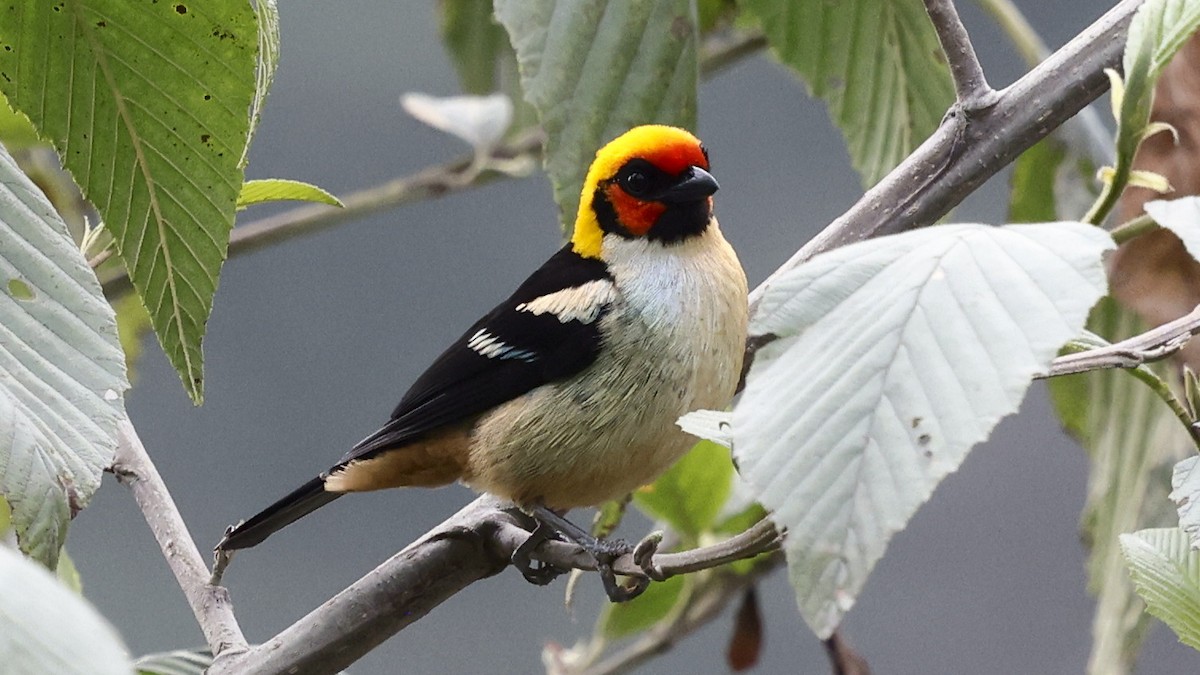 Flame-faced Tanager - ML659904953