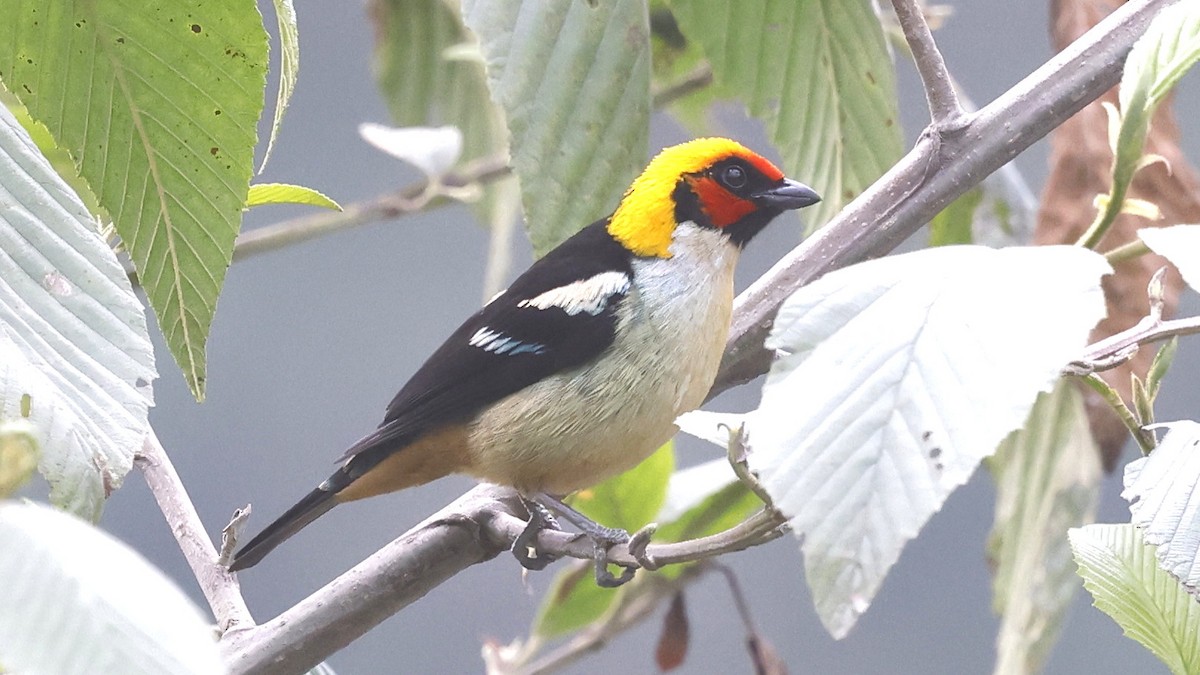 Flame-faced Tanager - ML659904954