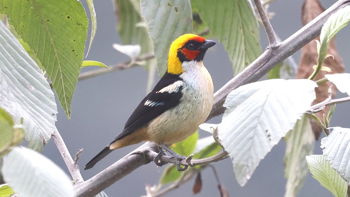 Flame-faced Tanager - ML659904955
