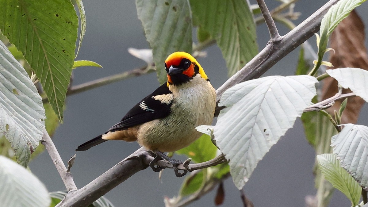 Flame-faced Tanager - ML659904956