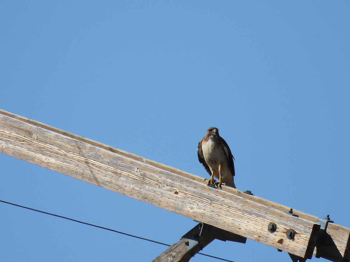 Red-tailed Hawk - ML659904959
