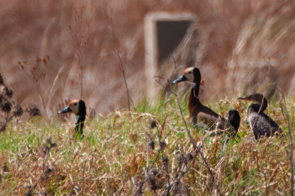 Reed Cormorant - ML659904960