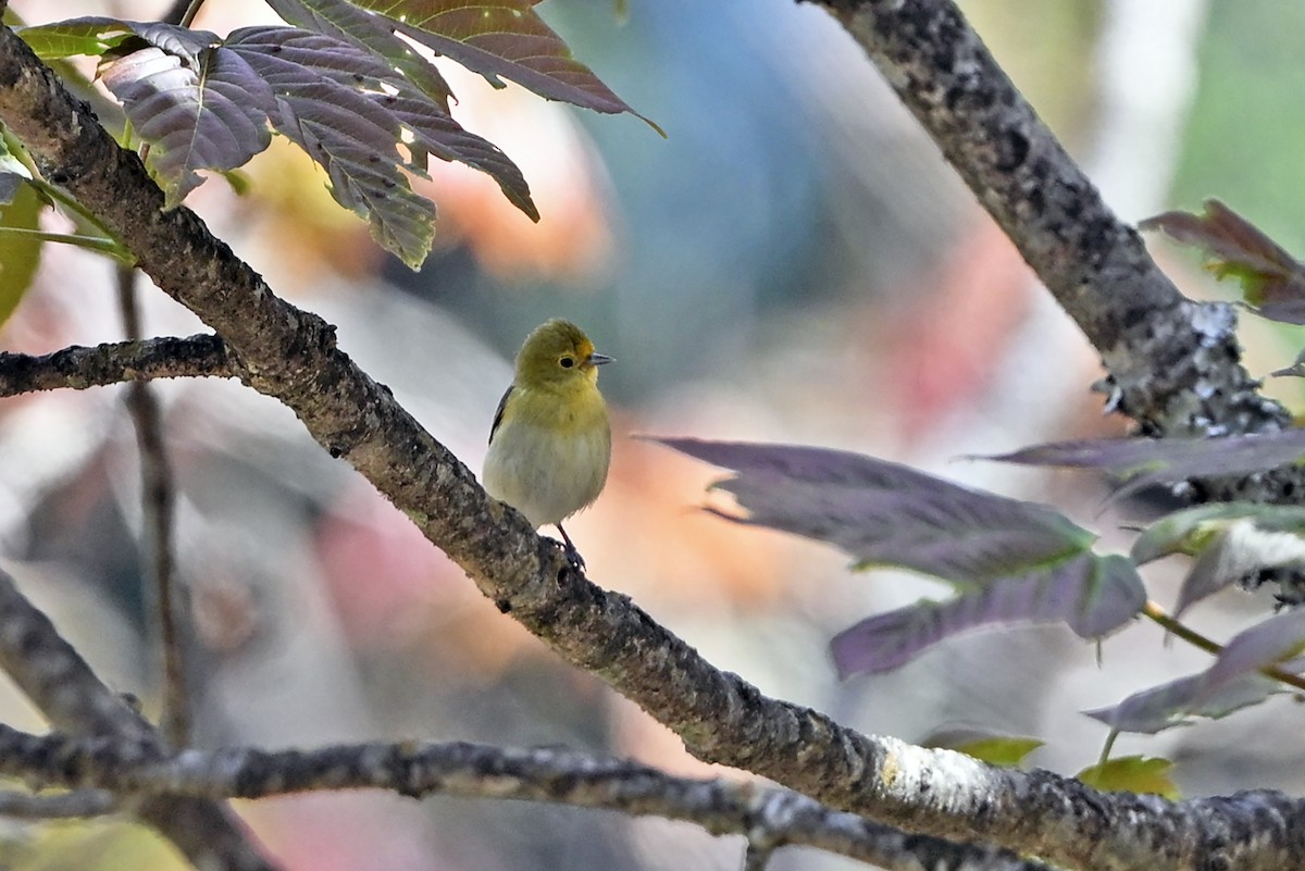 Fire-capped Tit - ML659904961