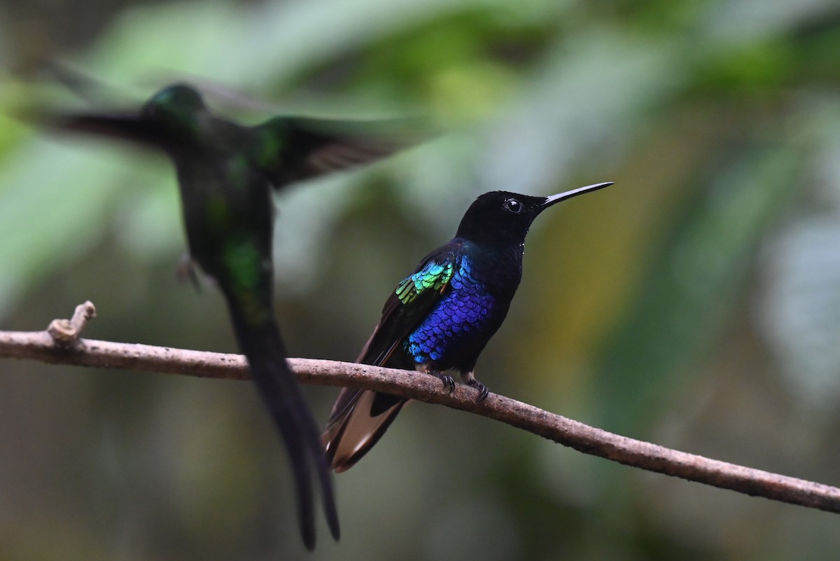 Velvet-purple Coronet - ML659904966