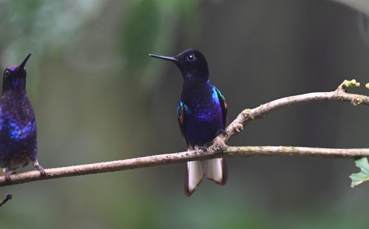 Velvet-purple Coronet - ML659904967