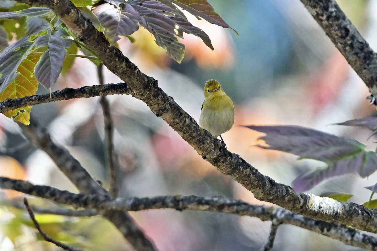 Fire-capped Tit - ML659904968