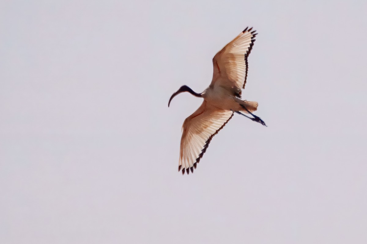 African Sacred Ibis - ML659904970