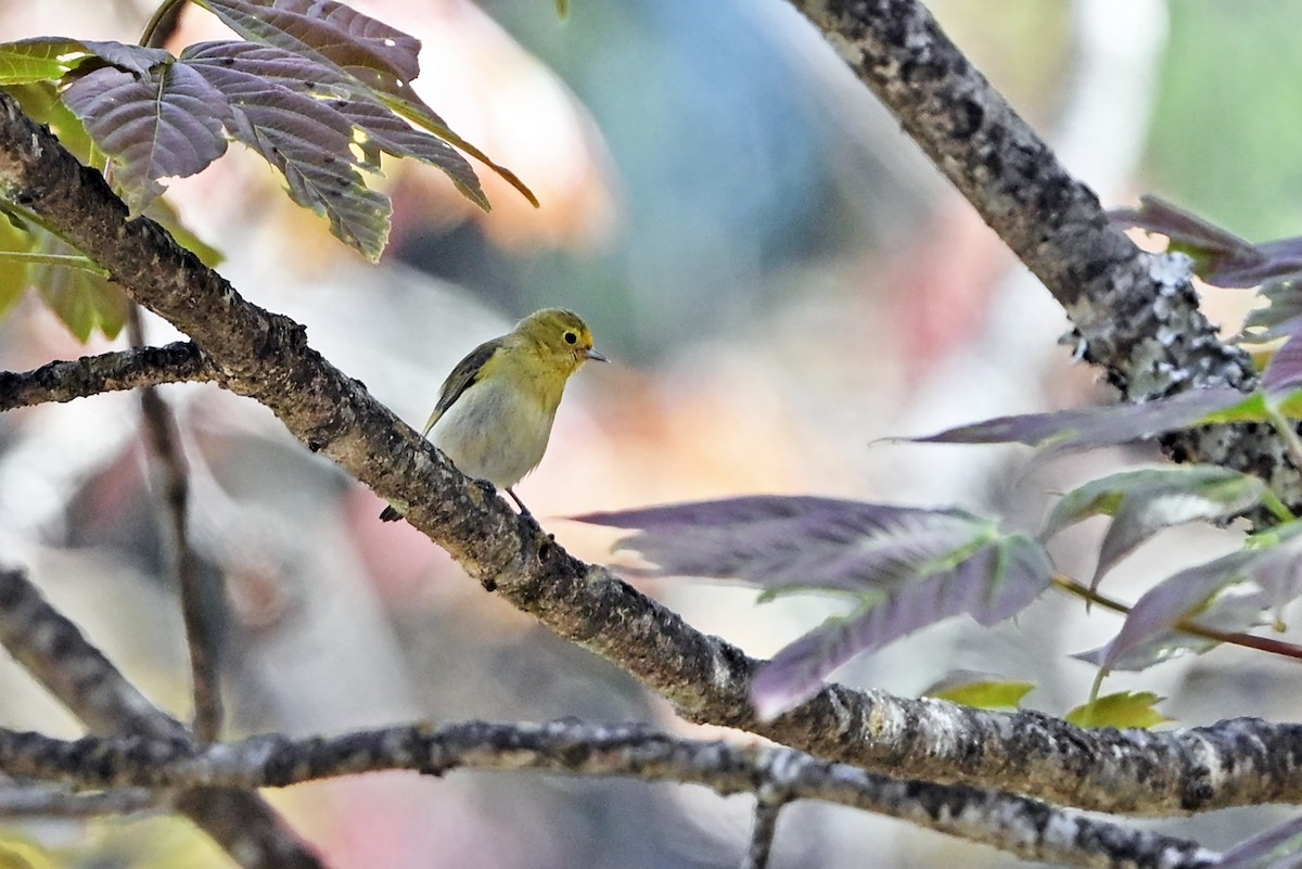 Fire-capped Tit - ML659904971