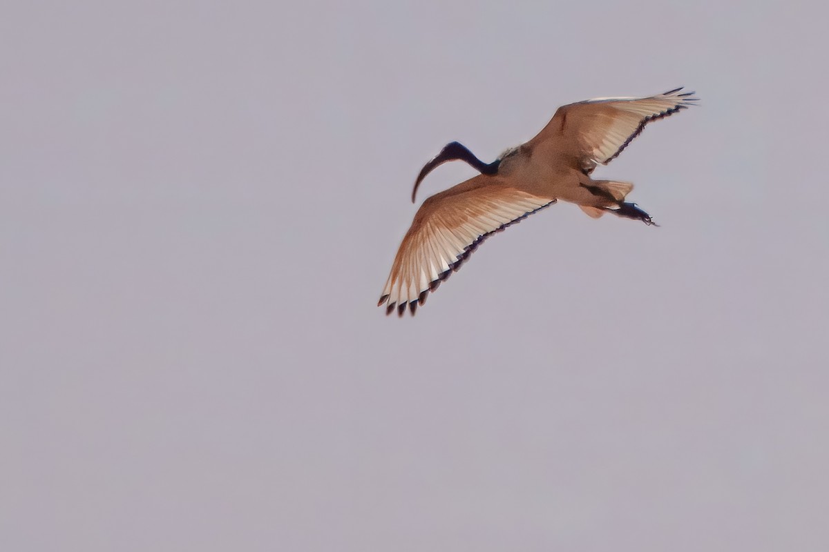 African Sacred Ibis - ML659904972