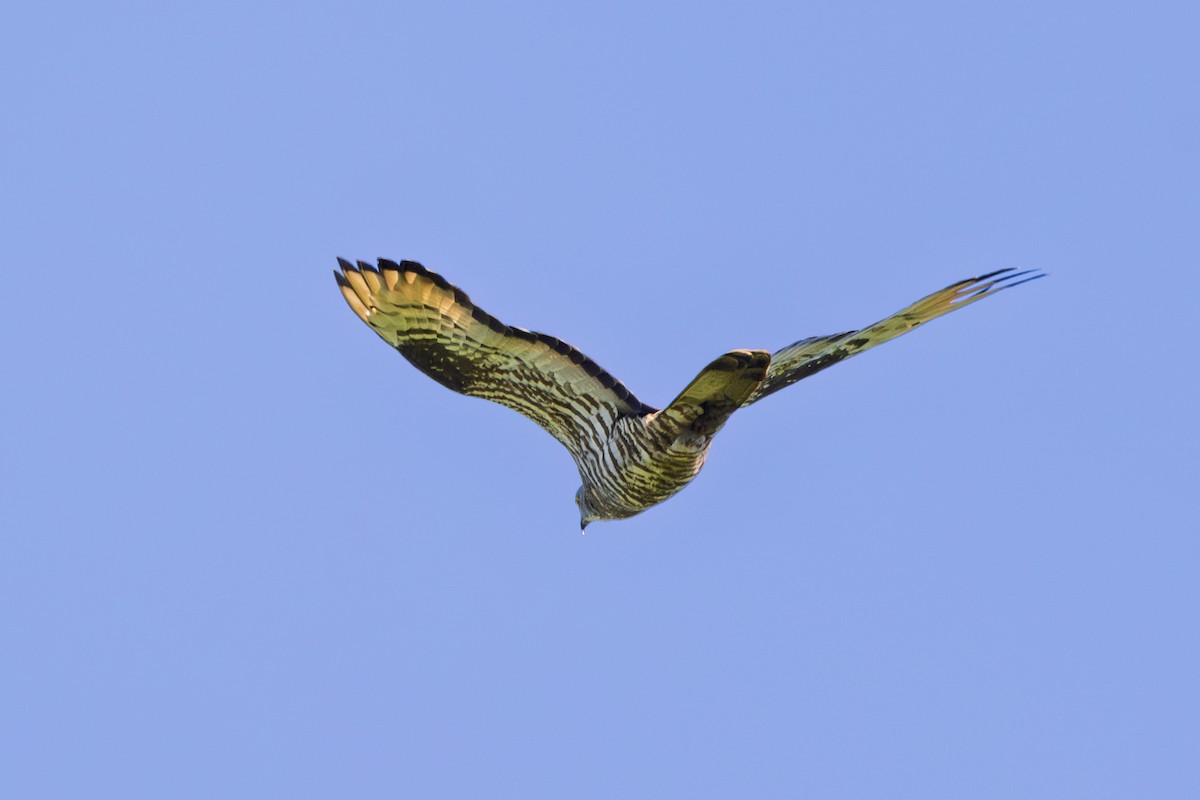 European Honey-buzzard - ML659907920