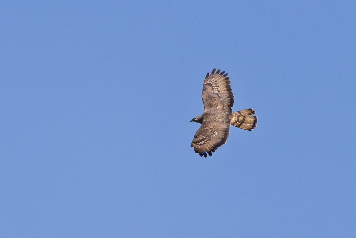 European Honey-buzzard - ML659907925