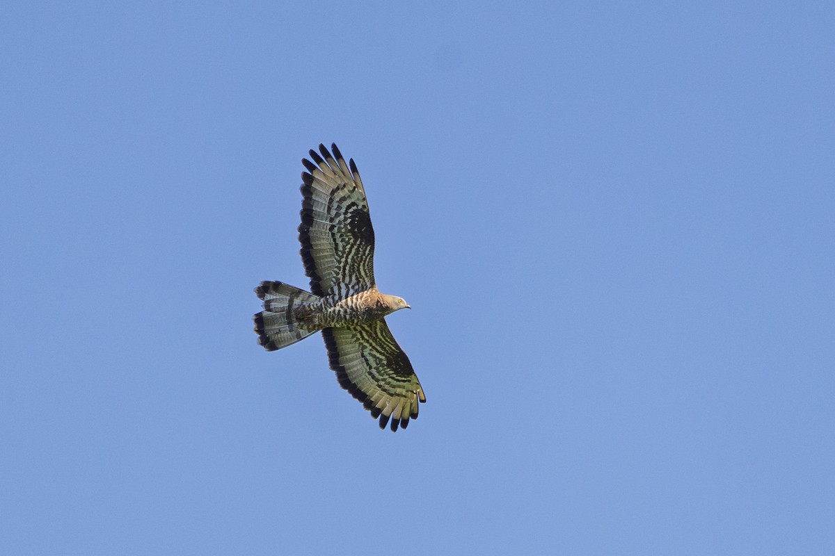 European Honey-buzzard - ML659907929